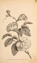 Miniature ✒️ Gravure ancienne – À la manière des graveurs du XVIIe siècle - Image 5