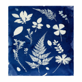 Miniature Atelier Cyanotype - Image 7