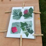 Réalisation Atelier Cyanotype