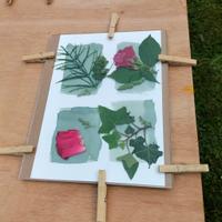 Réalisation Atelier Cyanotype